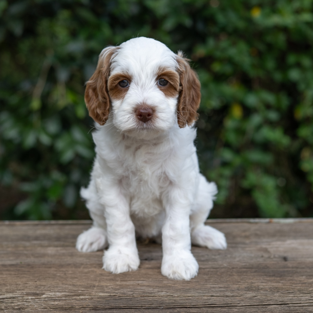 adorable labradoodle puppy Hamm Girl