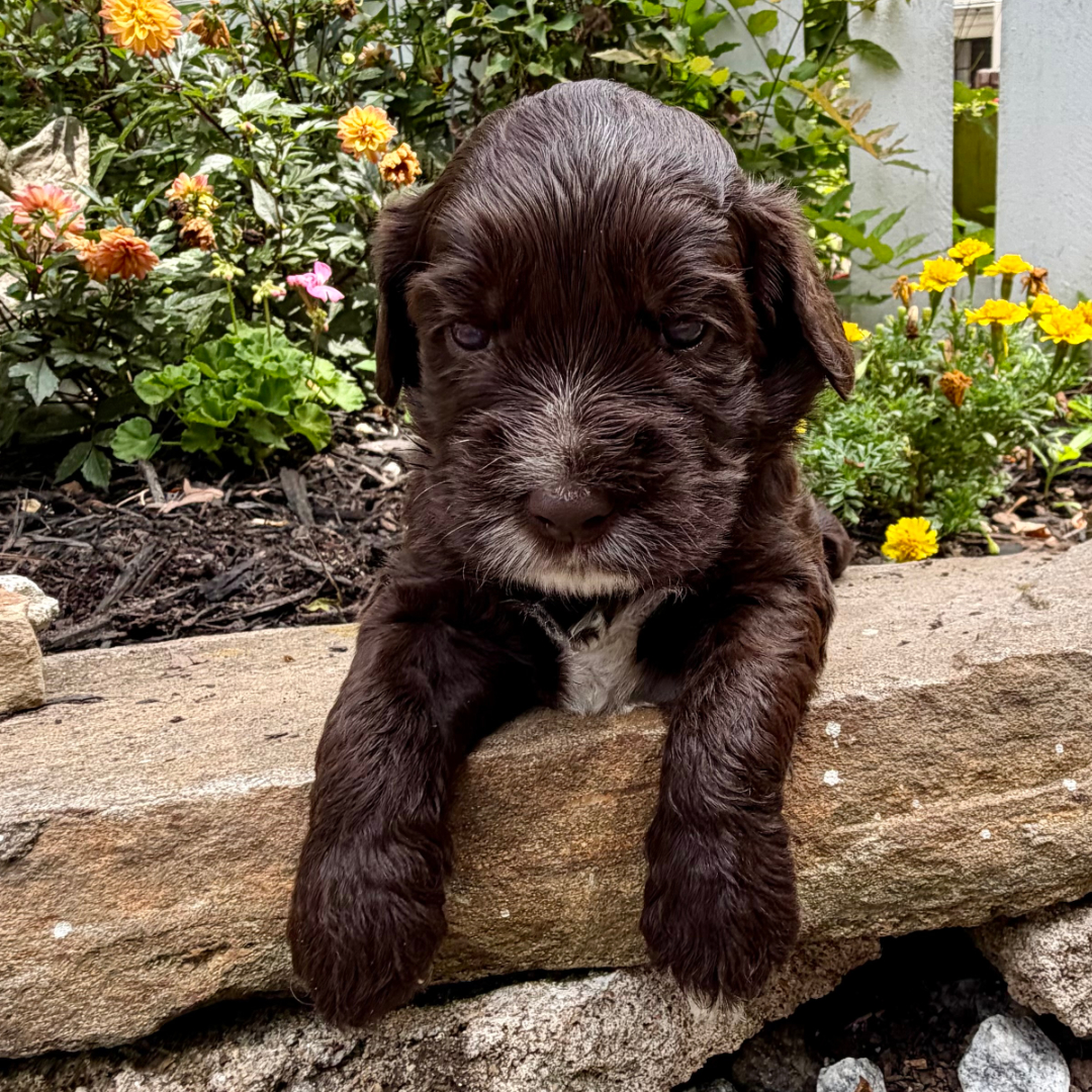 adorable labradoodle puppy Spiderman Boy