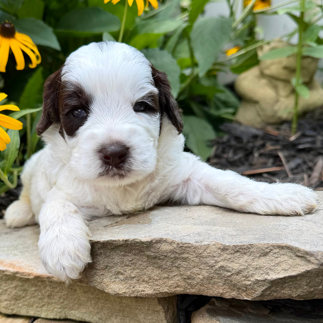 adorable labradoodle puppy Superman Boy