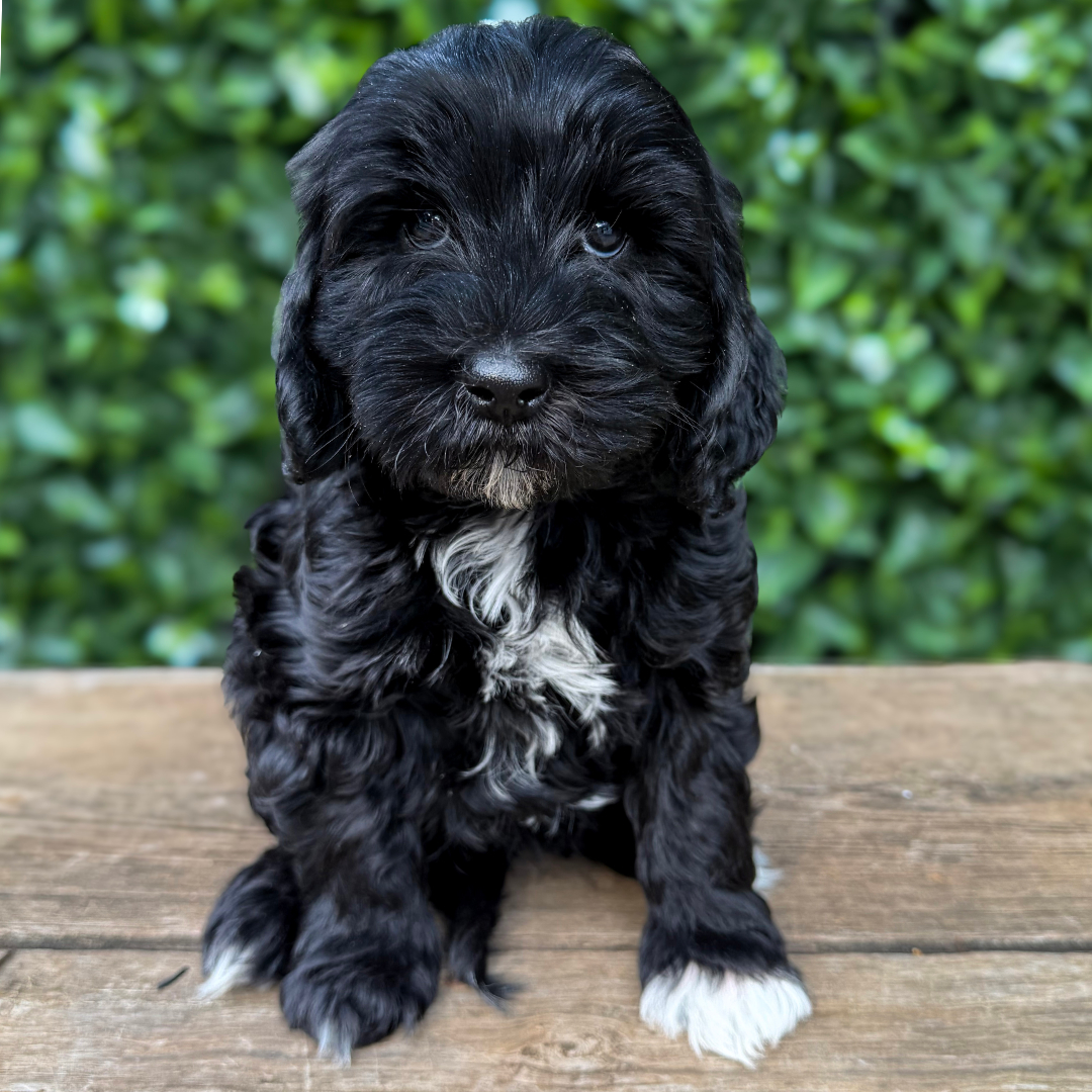 adorable labradoodle puppy Ember Boy