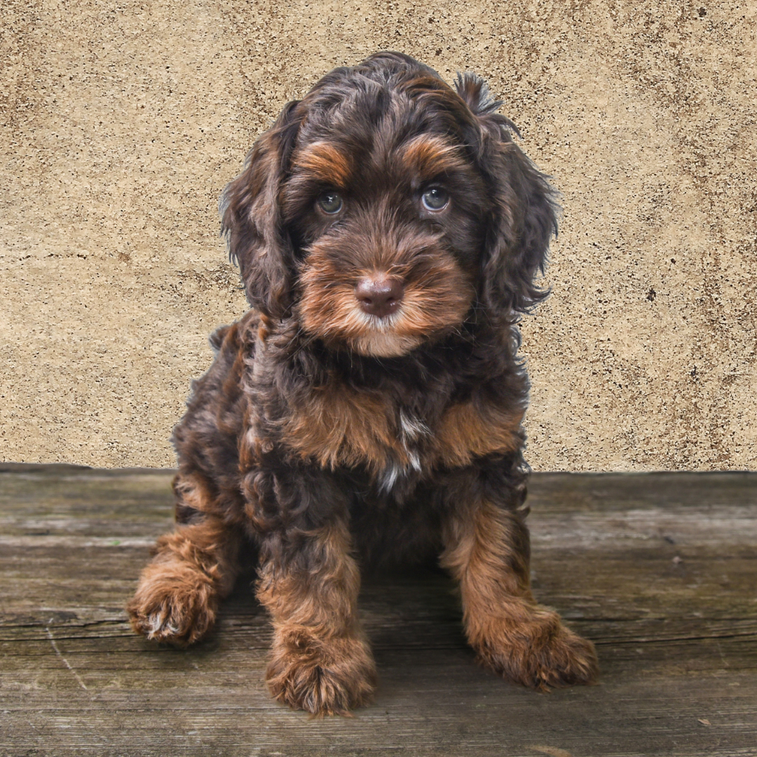 adorable labradoodle puppy Marshmallow Boy