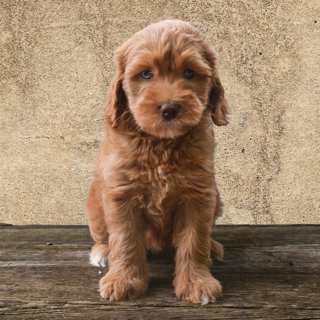 adorable labradoodle puppy Posicle Girl