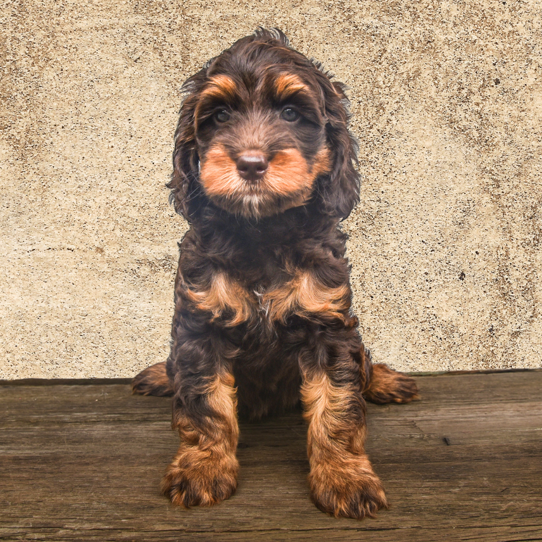adorable labradoodle puppy Pop Tart Girl