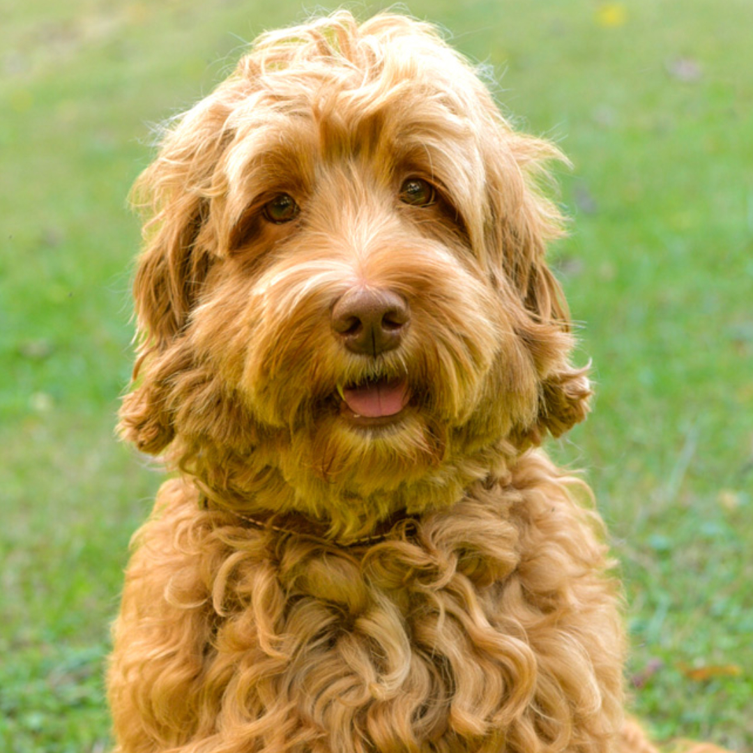 SkyeDoodles Australian Labradoodles and Bernedoodles | Available Puppies