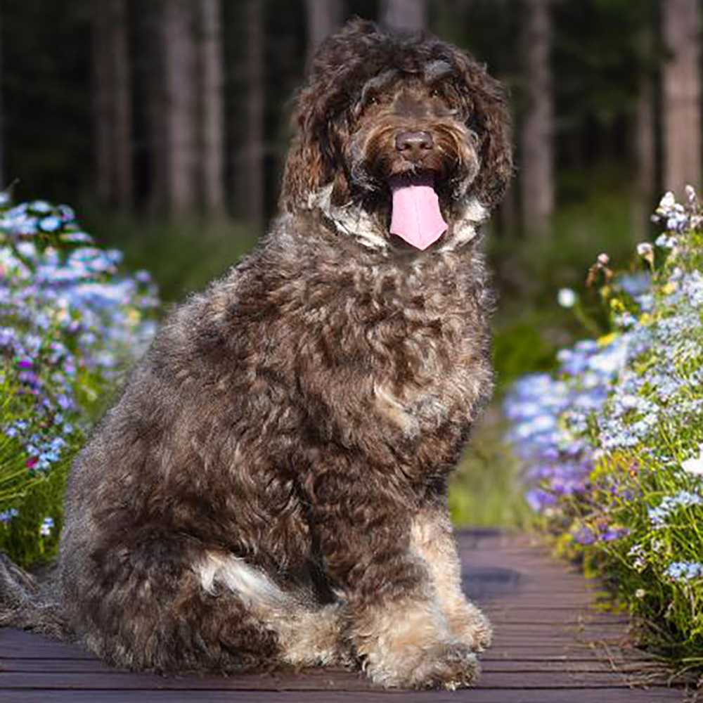 Skyedoodles Drama Queen Hazel